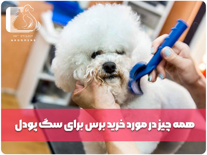 همه چیز در مورد خرید برس برای سگ پودل